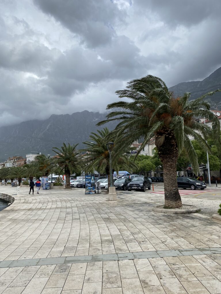 Palmut tuulessa Kroatian rannalla.