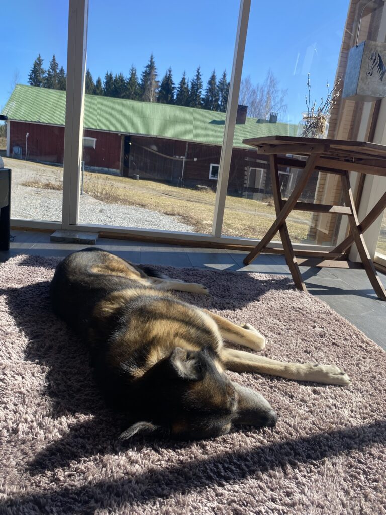 Koira nukkuu kuistilla.